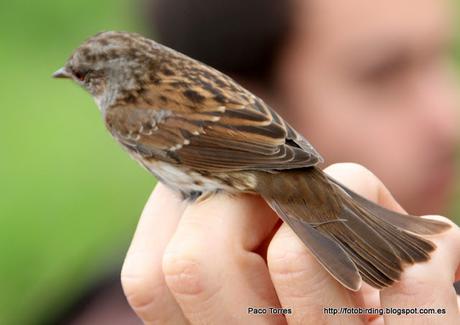 Anillamiento en Sant Adrià: Prunella modularis