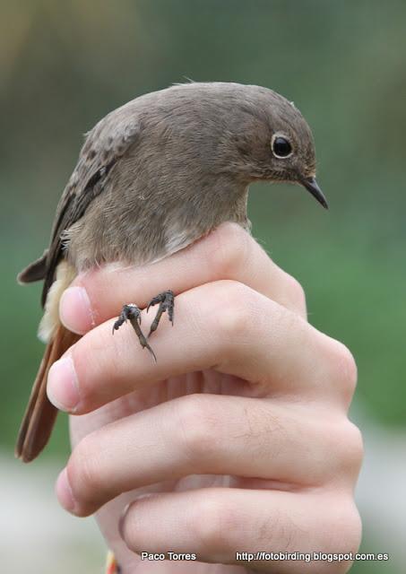 Anillamiento en Sant Adrià: Phoenicurus ochruros