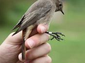 Anillamiento Sant Adrià: Phoenicurus ochruros
