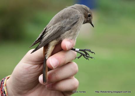 Anillamiento en Sant Adrià: Phoenicurus ochruros