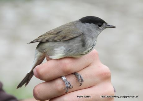 Anillamiento en Sant Adrià: Sylvia atricapilla (♂)