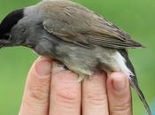 Anillamiento Sant Adrià: Sylvia atricapilla