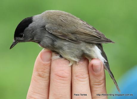 Anillamiento en Sant Adrià: Sylvia atricapilla (♂)