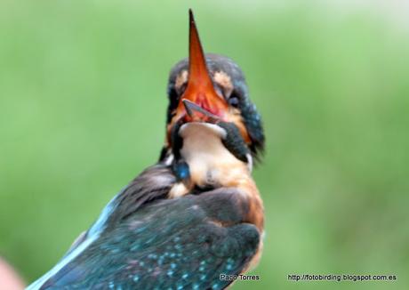 Anillamiento en Sant Adrià: Alcedo atthis