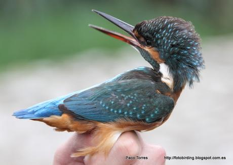 Anillamiento en Sant Adrià: Alcedo atthis