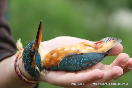 Anillamiento en Sant Adrià: Alcedo atthis