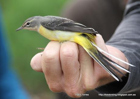Anillamiento en Sant Adrià: Motacilla cinerea