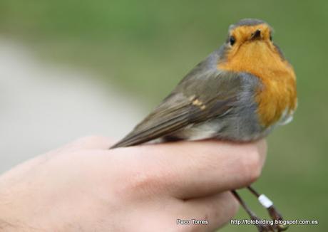 Anillamiento en Sant Adrià : Erithacus rubecula juv.
