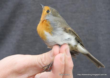 Anillamiento en Sant Adrià : Erithacus rubecula juv.
