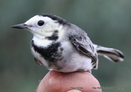Anillamiento en Sant Adrià : Motacilla Alba