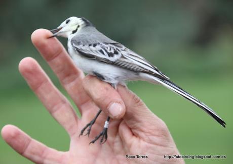 Anillamiento en Sant Adrià : Motacilla Alba