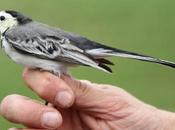 Anillamiento Sant Adrià Motacilla Alba