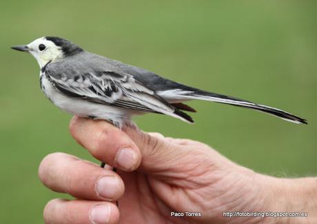 Anillamiento en Sant Adrià : Motacilla Alba