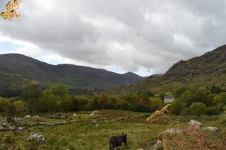 Irlanda en 10 días (IV): Gap of Dunloe, castillo de Blarney y Cork