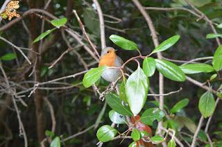Irlanda en 10 días (IV): Gap of Dunloe, castillo de Blarney y Cork