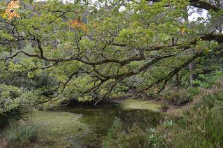 Irlanda en 10 días (IV): Gap of Dunloe, castillo de Blarney y Cork