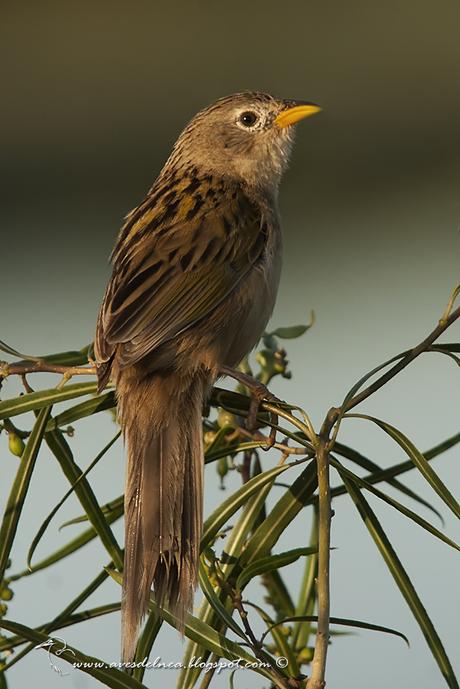 Coludo chico (Lesser-grass Finch) Emberizoides ypiranganus