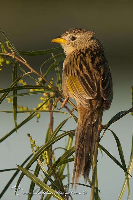 Coludo chico (Lesser-grass Finch) Emberizoides ypiranganus