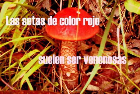 CURIOSIDADES SORPRENDENTES