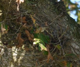 Grupillo de reyezuelos listados