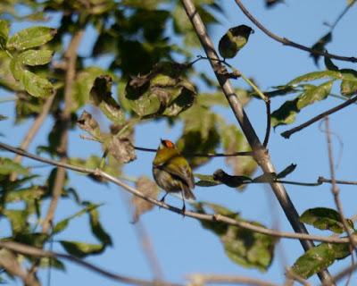 Grupillo de reyezuelos listados