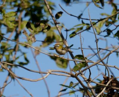 Grupillo de reyezuelos listados