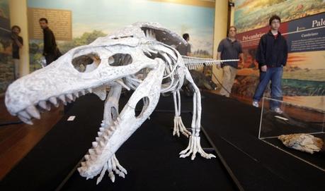 Hallan fósiles de una nueva especie de cocodrilo de más de 75 millones de años