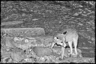 Nocturnas desde el Barranco de La Hoz