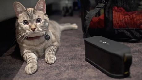 La primera música 'científicamente verificada' para atraer a los gatos