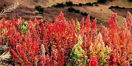 Logros de la economía en la Epoca Pre Inca quinua