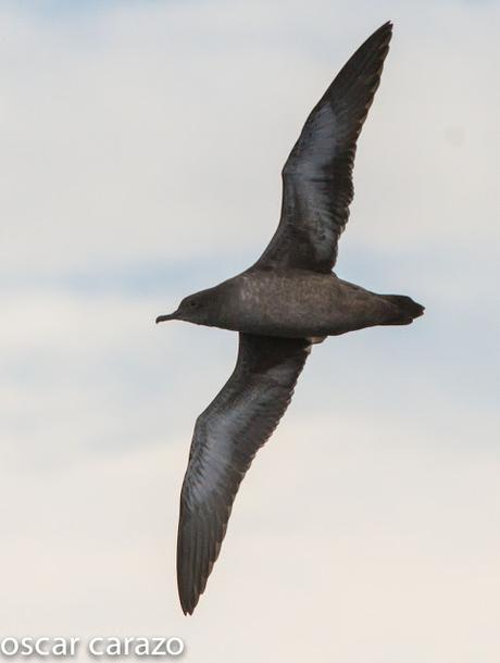 SALIDA PARA VER AVES MARINAS CON SEO BETSAIDE