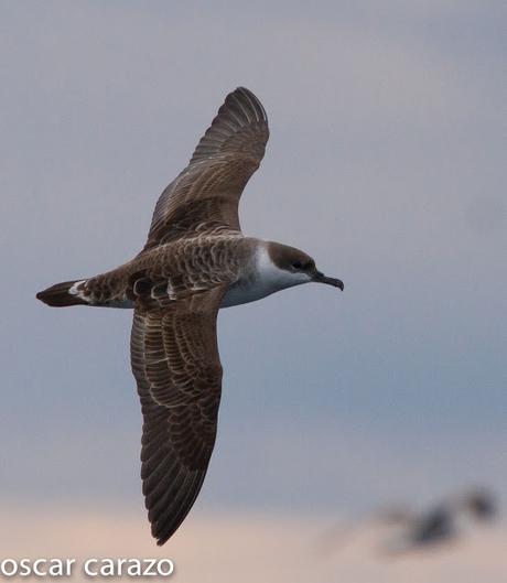 SALIDA PARA VER AVES MARINAS CON SEO BETSAIDE