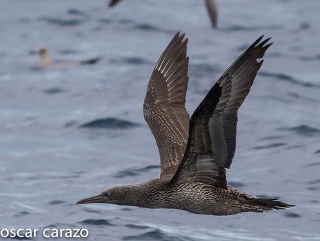 SALIDA PARA VER AVES MARINAS CON SEO BETSAIDE