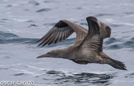 SALIDA PARA VER AVES MARINAS CON SEO BETSAIDE