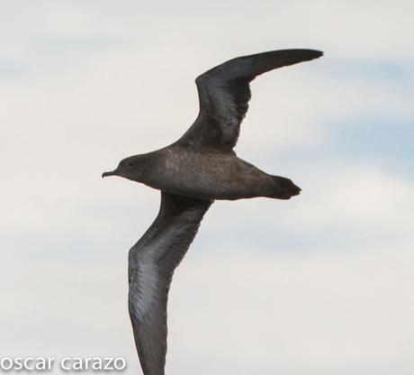 SALIDA PARA VER AVES MARINAS CON SEO BETSAIDE