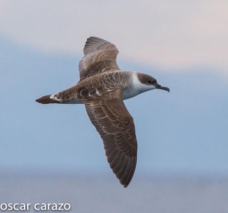 SALIDA PARA VER AVES MARINAS CON SEO BETSAIDE