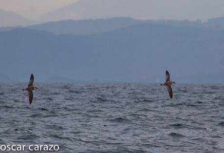 SALIDA PARA VER AVES MARINAS CON SEO BETSAIDE