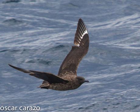 SALIDA PARA VER AVES MARINAS CON SEO BETSAIDE