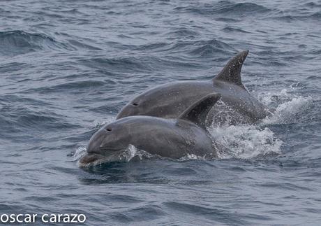 SALIDA PARA VER AVES MARINAS CON SEO BETSAIDE