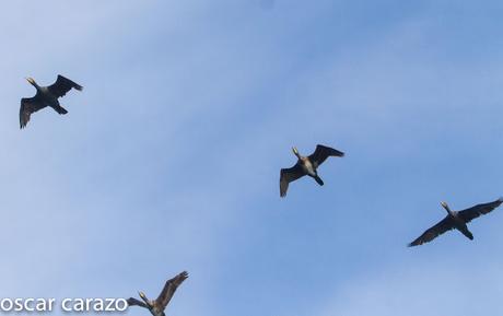 SALIDA PARA VER AVES MARINAS CON SEO BETSAIDE