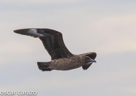 SALIDA PARA VER AVES MARINAS CON SEO BETSAIDE