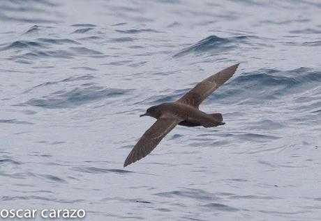 SALIDA PARA VER AVES MARINAS CON SEO BETSAIDE