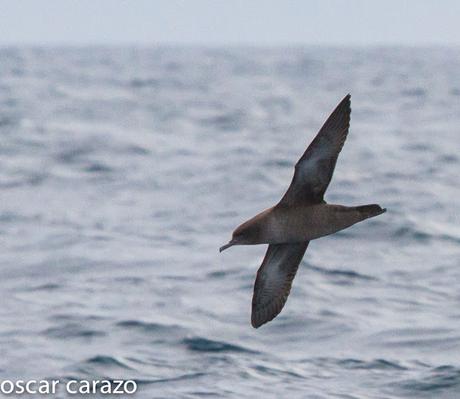 SALIDA PARA VER AVES MARINAS CON SEO BETSAIDE