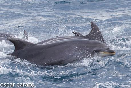 SALIDA PARA VER AVES MARINAS CON SEO BETSAIDE