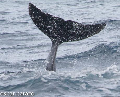 SALIDA PARA VER AVES MARINAS CON SEO BETSAIDE