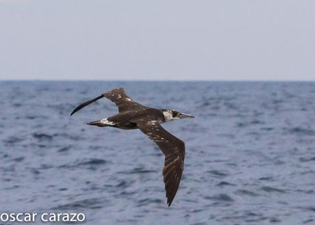 SALIDA PARA VER AVES MARINAS CON SEO BETSAIDE