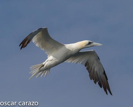 SALIDA PARA VER AVES MARINAS CON SEO BETSAIDE