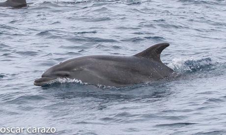 SALIDA PARA VER AVES MARINAS CON SEO BETSAIDE