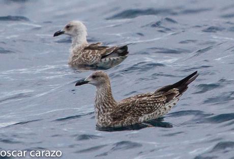 SALIDA PARA VER AVES MARINAS CON SEO BETSAIDE