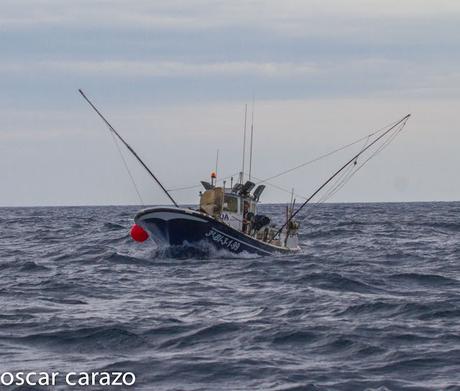 SALIDA PARA VER AVES MARINAS CON SEO BETSAIDE